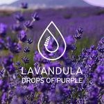 LAVANDULA